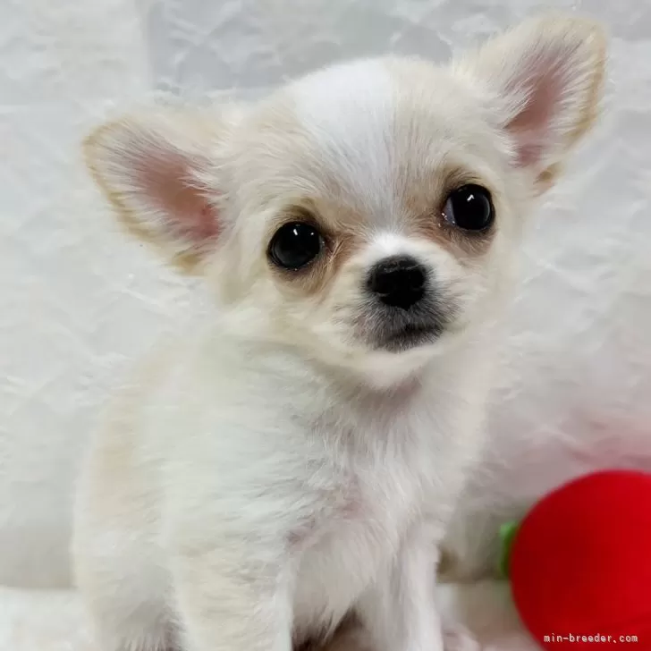 ID：2408-02291の子犬