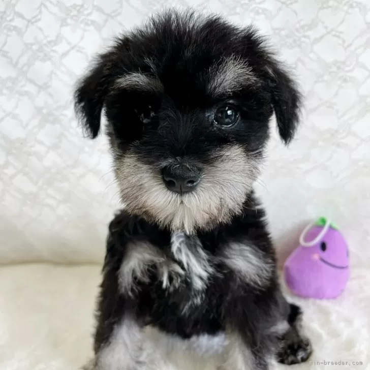 ID：2404-02428の子犬