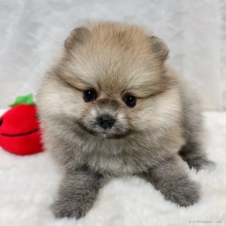 ID:2409-01749の子犬
