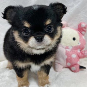 チワワ(ロング)【岡山県・男の子・2023年9月21日・ブラックタン&ホワイト】の写真「ムチムチコロコロボディのチワワの男の子⭐︎」