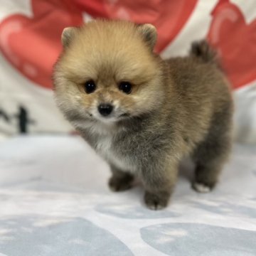 ポメラニアン【岡山県・男の子・2023年7月13日・オレンジ】の写真「くりくりお目目のおチビちゃん☆　」