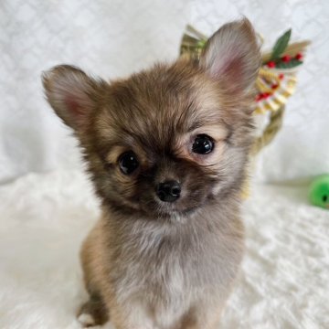 チワワ(ロング)【岡山県・男の子・2023年10月31日・フォーン】の写真「元気いっぱい！甘えん坊なチワワの男の子⭐︎」