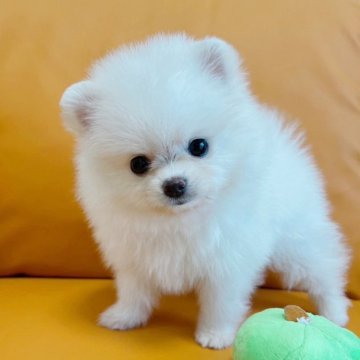 ポメラニアン【岡山県・男の子・2024年4月28日・クリーム】の写真「まんまるお顔のポメラニアンの男の子⭐︎」