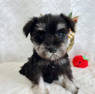 ミニチュアシュナウザー【岡山県・女の子・2023年11月1日・ブラック&シルバー】の写真「くりくりお目目がキュートな女の子♡」