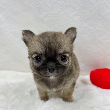 チワワ(ロング)【岡山県・女の子・2023年10月31日・フォーン】の写真「チビチビボディがキュートなチワワの女の子♡」