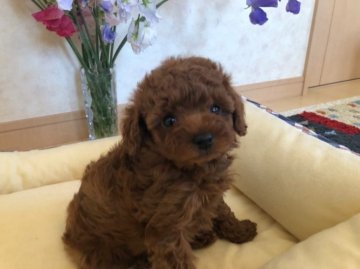 トイプードル(タイニー)【岡山県・女の子・2020年3月3日・レッド】の写真「極小サイズのチビチビトイプードルの女の子♥」