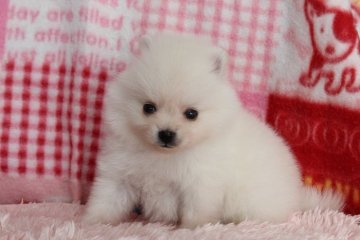 ポメラニアン【岡山県・男の子・2016年11月13日・クリーム】の写真「ふわふわモコモコの元気いっぱい！わんぱくボーイ☆」