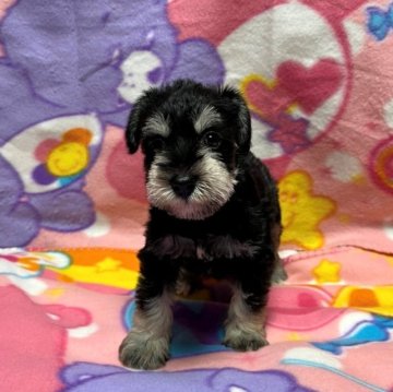 ミニチュアシュナウザー【岡山県・女の子・2023年5月14日・ブラック&シルバー】の写真「キュートな３兄妹の紅一点の女の子♡　※ご見学要予約」