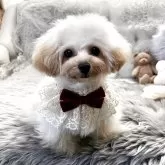 ティーカッププードル【香川県・女の子・2025年4月17日・カフェオレ】の写真10「まんまるボディー💕」