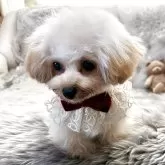 ティーカッププードル【香川県・女の子・2025年4月17日・カフェオレ】の写真11「短いあんよ❤️」