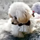 ティーカッププードル【香川県・女の子・2025年4月17日・カフェオレ】の写真12「マズル短いです❣️」