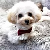 ティーカッププードル【香川県・女の子・2025年4月17日・カフェオレ】の写真13「ビー玉おめめ❤️」