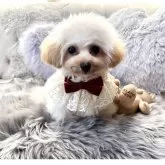 ティーカッププードル【香川県・女の子・2025年4月17日・カフェオレ】の写真15「✨💍✨」