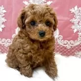 トイプードル(トイ)