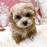 タイニープードル