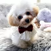 ティーカッププードル【香川県・女の子・2025年4月17日・カフェオレ】の写真1「宝石💎みたいな女の子❤️」