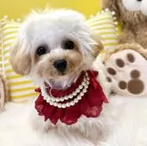 ティーカッププードル【香川県・女の子・2025年4月17日・カフェオレ】の写真2「キラキラオーラ✨💍✨」