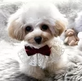 ティーカッププードル【香川県・女の子・2025年4月17日・カフェオレ】の写真3「優しいカラー💕」