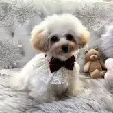 ティーカッププードル【香川県・女の子・2025年4月17日・カフェオレ】の写真4「胸キュン💓」