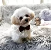 ティーカッププードル【香川県・女の子・2025年4月17日・カフェオレ】の写真5「ラブリー💕」