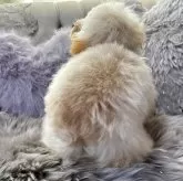 ティーカッププードル【香川県・女の子・2025年4月17日・カフェオレ】の写真7「可愛いおちり💕」