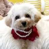 ティーカッププードル【香川県・女の子・2025年4月17日・カフェオレ】の写真8「ビー玉おめめ❤️」