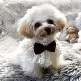 ティーカッププードル【香川県・女の子・2025年4月17日・カフェオレ】の写真9「かわゆいおてんば姫❤️」