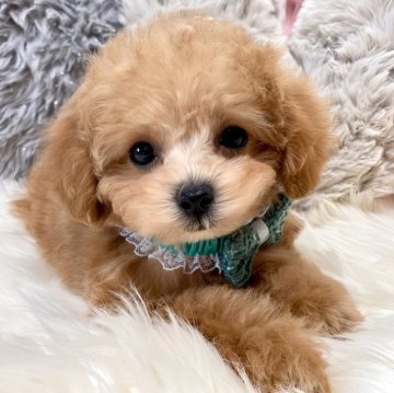 トイプードル(タイニー)【香川県・男の子・2024年8月21日・アプリコット】の写真「ビー玉おめめの小さな男の子🍒」