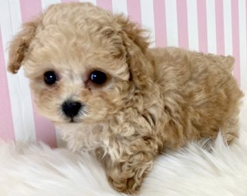 トイプードル(ティーカップ)【香川県・男の子・2023年12月5日・カフェオレ】の写真「ドワーフタイプ🍎小さめサイズ🌹」