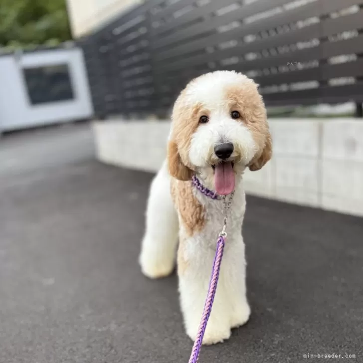 ID：2505-06408の子犬