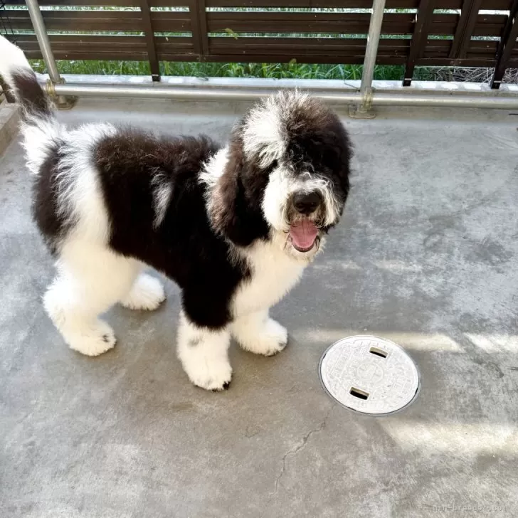 R.S 様のお迎えした子犬