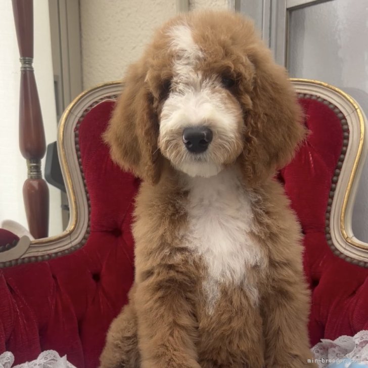 尚 様のお迎えした子犬