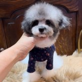 トイプードル(ティーカップ)