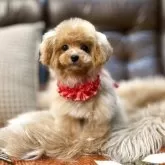 ティーカッププードル【京都府・女の子・2025年5月24日・アプリコット】の写真3