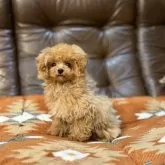 ティーカッププードル【京都府・女の子・2025年5月24日・アプリコット】の写真6