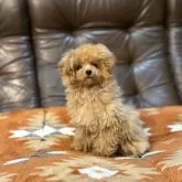 ティーカッププードル【京都府・女の子・2025年5月24日・アプリコット】の写真7