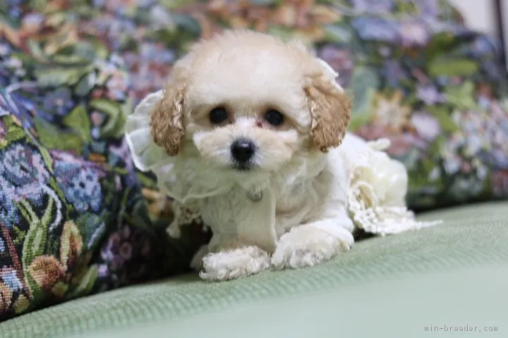 ソフィママ 様のお迎えした子犬