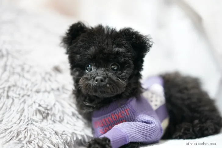 澪 様のお迎えした子犬