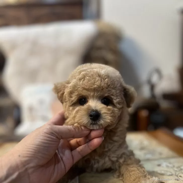 Y.T 様のお迎えした子犬