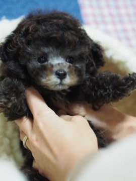 トイプードル(ティーカップ)【京都府・男の子・2018年11月5日・シルバー】の写真「毛量多くてモコふわ〜」