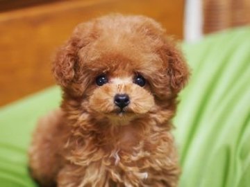 トイプードル(ティーカップ)【京都府・女の子・2015年7月10日・レッド】の写真「まん丸お目目☆」