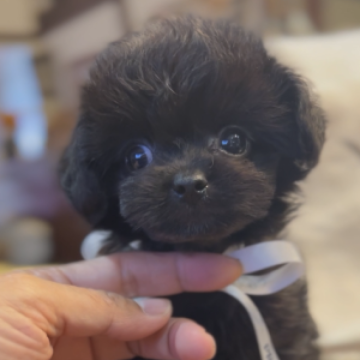 ミックス(チワワ✖️プードル)【京都府・女の子・2023年6月28日・ブラック】の写真「ぐりんぐりんのお目目」