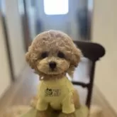 タイニープードル【京都府・男の子・2024年3月12日・アプリコット】の写真1