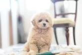 タイニープードル【京都府・男の子・2024年3月12日・アプリコット】の写真2