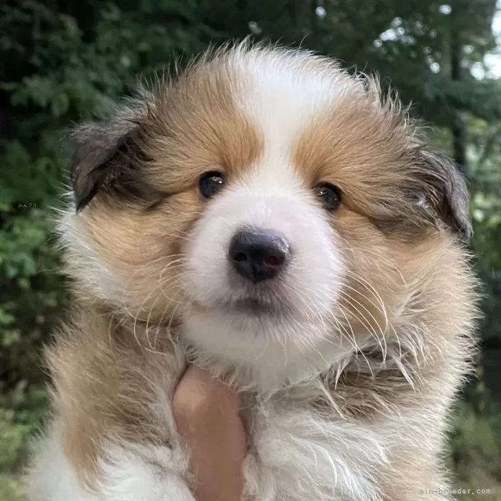 しーちゃん 様のお迎えした子犬