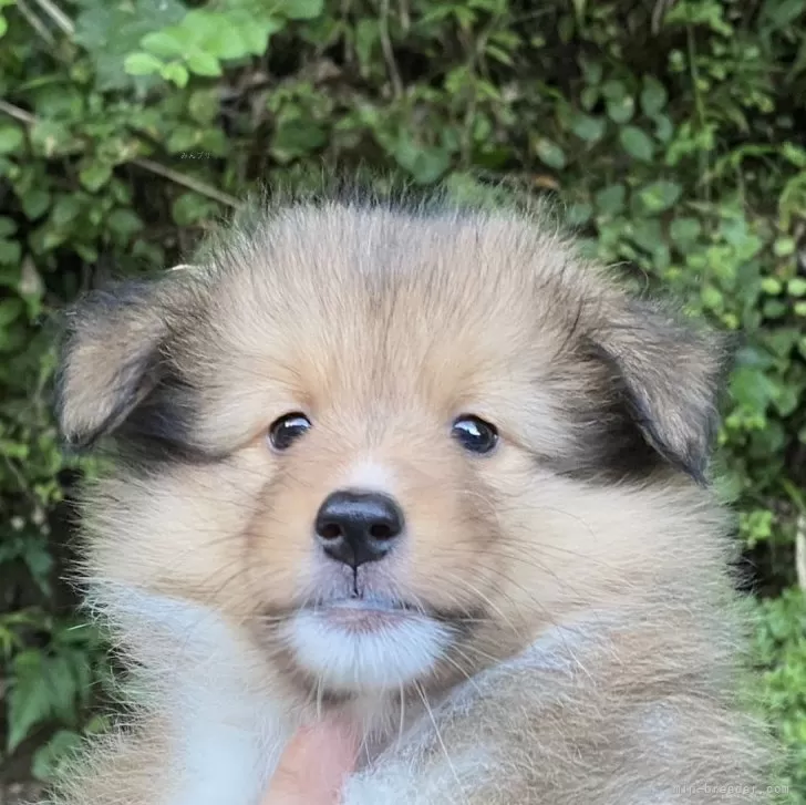 ID：2510-00311の子犬