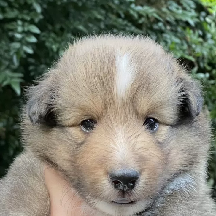 ID:2508-07555の子犬