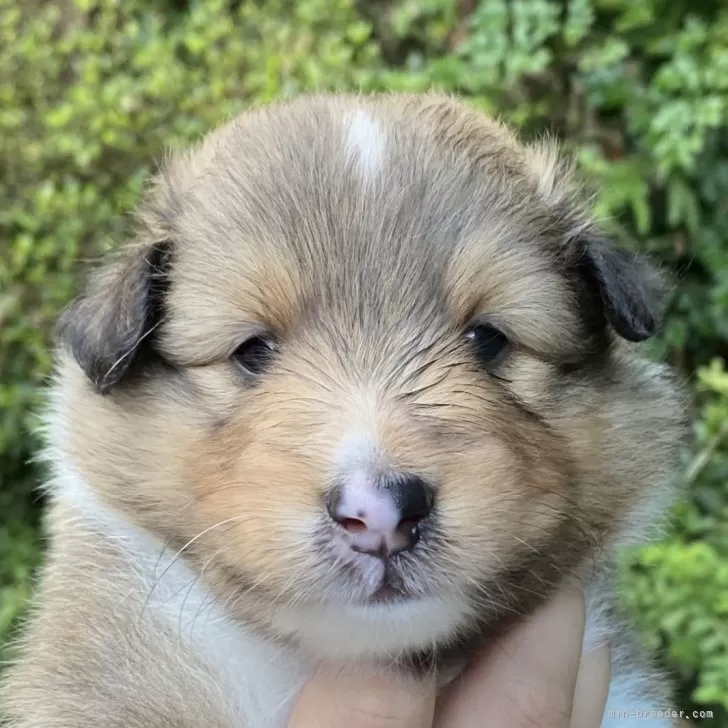 ID:2507-04385の子犬