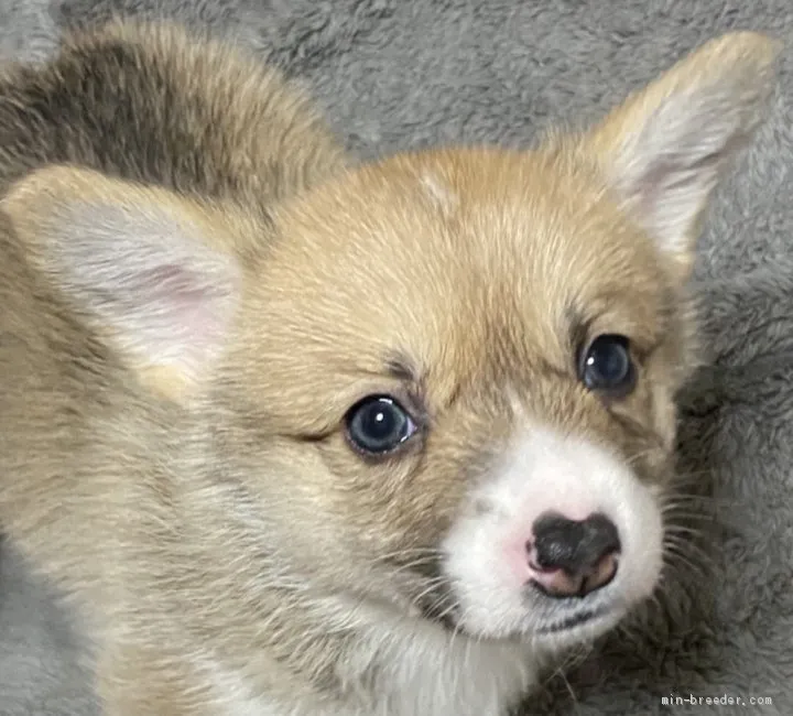 すずちゃん 様のお迎えした子犬