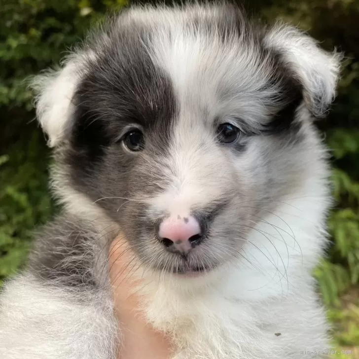 ID:2408-00826の子犬